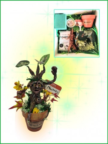 Magische mandrake in een potje 1