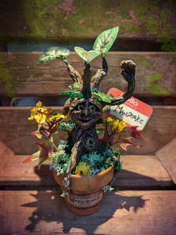 Magische mandrake in een potje 4