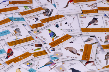 Wingspanazi sfeerfoto6